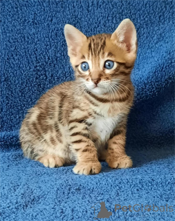 Zdjęcie №1. kot bengalski - na sprzedaż w Bottrop | 1674zł | Zapowiedź № 155429