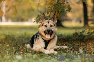 Zdjęcie №2 do zapowiedźy № 77649 na sprzedaż  pies nierasowy - wkupić się Federacja Rosyjska prywatne ogłoszenie