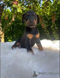 Zdjęcie №3. Dobermannwelpen zu vermitteln.. Niemcy