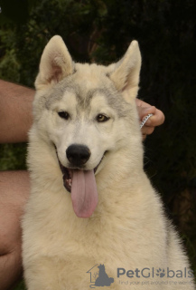 Dodatkowe zdjęcia: syberyjski husky sprzedam szczeniaka