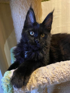 Zdjęcie №2 do zapowiedźy № 137767 na sprzedaż  maine coon - wkupić się Niemcy 