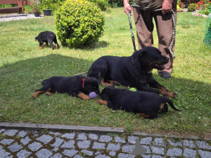 Zdjęcie №4. Sprzedam rottweiler w Berlin. prywatne ogłoszenie - cena - 2487zł