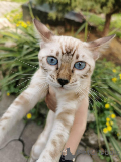 Zdjęcie №1.  - na sprzedaż w Skövde | 3588zł | Zapowiedź № 153265