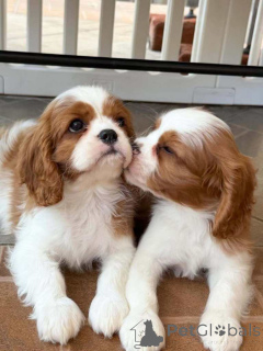 Zdjęcie №3. Blenheim Cavalier King Charles przetestował stan zdrowia. WhatsApp mnie pod. Wielka Brytania