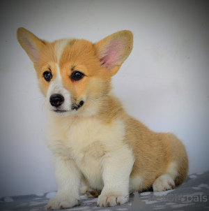 Zdjęcie №3. Welsh Corgi Pembroke Piękne szczenięta. Serbia
