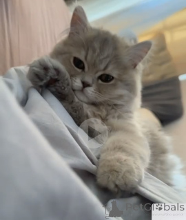 Zdjęcie №2 do zapowiedźy № 142284 na sprzedaż  perskie - wkupić się Gruzja hodowca