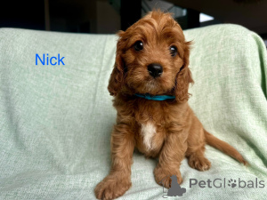 Zdjęcie №1. cavalier king charles spaniel - na sprzedaż w Villach | 1913zł | Zapowiedź №144460