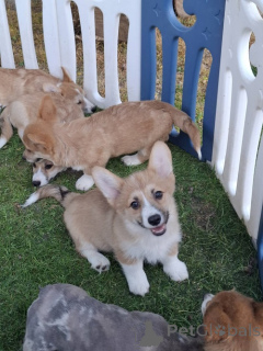Zdjęcie №3. Walijski Pembroke Corgi. Serbia
