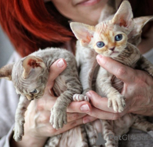 Zdjęcie №1. devon rex - na sprzedaż w Warszawa | negocjowane | Zapowiedź № 171382