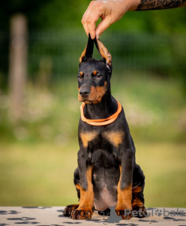 Dodatkowe zdjęcia: Doberman szczenięta