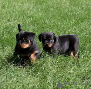 Zdjęcie №1. rottweiler - na sprzedaż w Gheent | 5692zł | Zapowiedź №167114