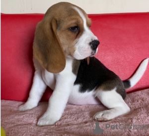Zdjęcie №1. beagle (rasa psa) - na sprzedaż w Bruksela | negocjowane | Zapowiedź №76852