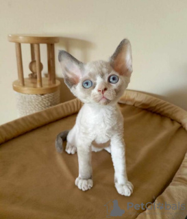 Zdjęcie №1. devon rex - na sprzedaż w Гамбург | 1046zł | Zapowiedź № 122580