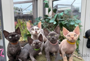 Zdjęcie №1. devon rex - na sprzedaż w Contern | 1674zł | Zapowiedź № 151484