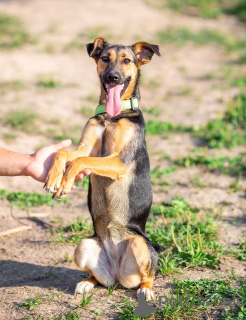 Zdjęcie №2 do zapowiedźy № 163554 na sprzedaż  pies nierasowy - wkupić się Federacja Rosyjska prywatne ogłoszenie