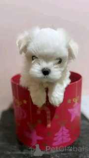 Zdjęcie №4. Sprzedam maltańczyk w Berlin. prywatne ogłoszenie, hodowca - cena - 2392zł