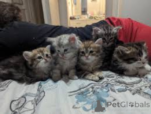 Zdjęcie №1. kot syberyjski - na sprzedaż w Espoo | 2392zł | Zapowiedź № 166940