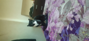 Zdjęcie №4. Sprzedam kot brytyjski krótkowłosy w London Borough of Haringey. prywatne ogłoszenie - cena - 239zł