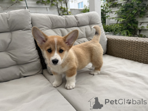 Zdjęcie №4. Sprzedam welsh corgi w Warszawa. hodowca - cena - 9567zł