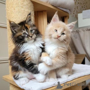 Zdjęcie №1. maine coon - na sprzedaż w Amsterdam | negocjowane | Zapowiedź № 172252