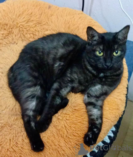 Zdjęcie №1.  - na sprzedaż w Rzeka Moskwa | Bezpłatny | Zapowiedź № 159232