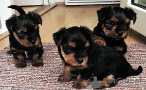 Zdjęcie №1. yorkshire terrier - na sprzedaż w Adelboden | 957zł | Zapowiedź №129285