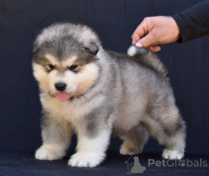 Zdjęcie №2 do zapowiedźy № 176289 na sprzedaż  alaskan malamute - wkupić się Serbia 