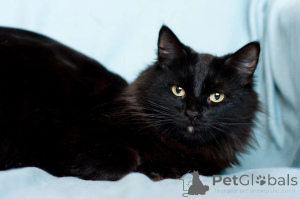 Zdjęcie №2 do zapowiedźy № 138827 na sprzedaż   - wkupić się Białoruś 