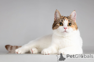 Zdjęcie №2 do zapowiedźy № 166020 na sprzedaż   - wkupić się Federacja Rosyjska ze schronu