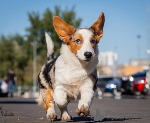 Zdjęcie №1. welsh corgi - na sprzedaż w Москва | negocjowane | Zapowiedź №121318