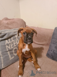 Zdjęcie №1. bokser - na sprzedaż w Helsinger | 4066zł | Zapowiedź №167479