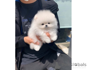 Zdjęcie №1. szpic miniaturowy - na sprzedaż w Gdynia | negocjowane | Zapowiedź №166644