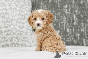 Zdjęcie №2 do zapowiedźy № 155609 na sprzedaż  labradoodle - wkupić się Finlandia prywatne ogłoszenie