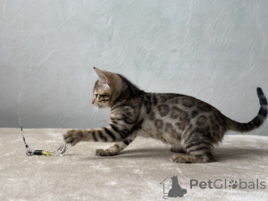 Zdjęcie №4. Sprzedam kot bengalski w Marsylia. prywatne ogłoszenie, od żłobka, hodowca - cena - negocjowane