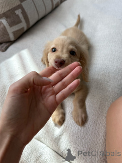 Zdjęcie №3. Rasowe szczenięta jamnika zabawne, lojalne i wychowane w rodzinie. Niemcy