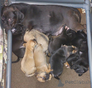 Zdjęcie №1. puggle - na sprzedaż w Zły homburg vor der höhe | 2440zł | Zapowiedź №172358