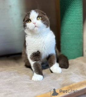 Zdjęcie №2 do zapowiedźy № 155693 na sprzedaż  kot brytyjski krótkowłosy - wkupić się Islandia prywatne ogłoszenie