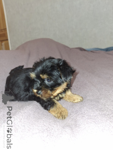 Zdjęcie №4. Sprzedam yorkshire terrier biewer, yorkshire terrier w Sztokholm. prywatne ogłoszenie, od żłobka, hodowca - cena - 2870zł