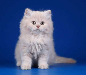 Zdjęcie №4. Sprzedam kot brytyjski długowłosy w Petersburg. od żłobka - cena - Negocjowane