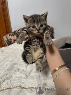 Zdjęcie №2 do zapowiedźy № 165580 na sprzedaż  kot europejski krótkowłosy - wkupić się Belgia prywatne ogłoszenie, hodowca