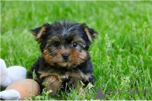 Zdjęcie №2 do zapowiedźy № 104856 na sprzedaż  yorkshire terrier - wkupić się Australia prywatne ogłoszenie