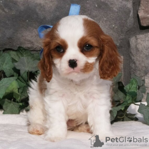 Zdjęcie №2 do zapowiedźy № 45716 na sprzedaż  cavalier king charles spaniel - wkupić się Brazylia 