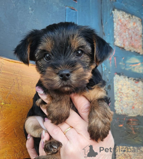 Zdjęcie №3. Sprzedaż szczeniąt Yorkshire. Portugalia