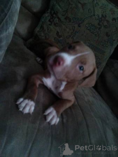 Zdjęcie №4. Sprzedam amerykański pitbulterier w Monaco. prywatne ogłoszenie - cena - 2727zł