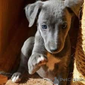 Zdjęcie №4. Sprzedam charcik włoski w Berlin.  - cena - negocjowane