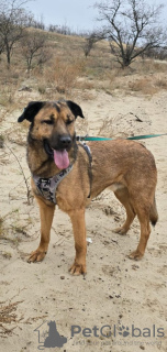 Zdjęcie №2 do zapowiedźy № 127436 na sprzedaż  pies nierasowy - wkupić się Federacja Rosyjska prywatne ogłoszenie