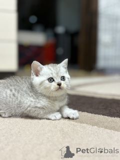 Zdjęcie №2 do zapowiedźy № 163066 na sprzedaż  scottish straight - wkupić się Białoruś hodowca