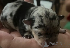 Zdjęcie №3. Chihuahua Velpen Merle (Eventwell Blaue Augen). Niemcy