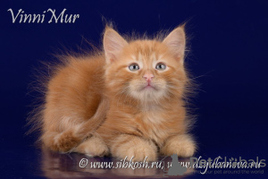 Zdjęcie №4. Sprzedam kot syberyjski w Petersburg. od żłobka - cena - Bezpłatny