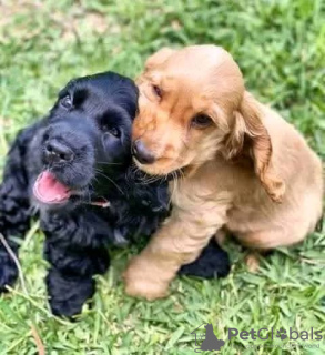 Zdjęcie №1. cocker spaniel amerykański - na sprzedaż w Sydney Olympic Park | negocjowane | Zapowiedź №71698